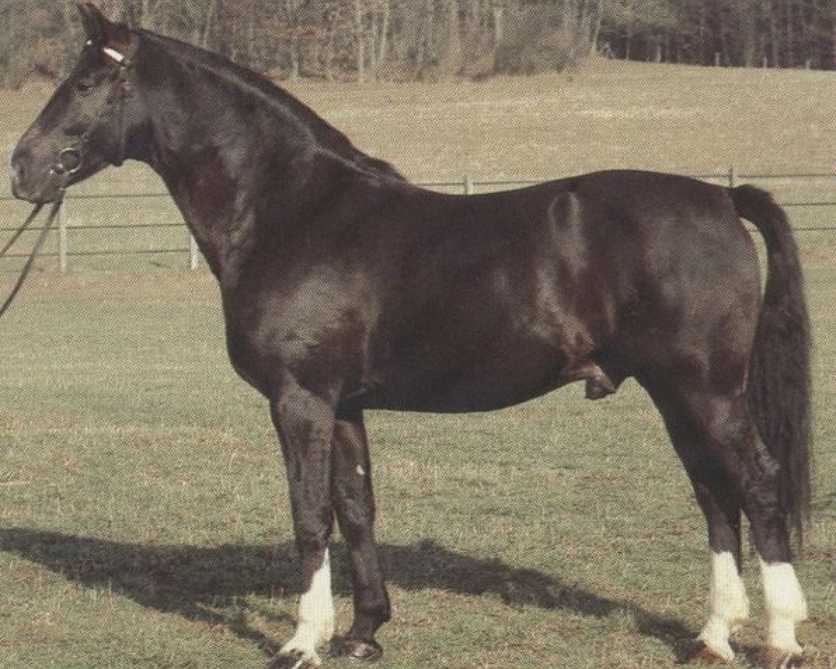 stallion Abutilon (Württemberger, 1977, from Amor II)