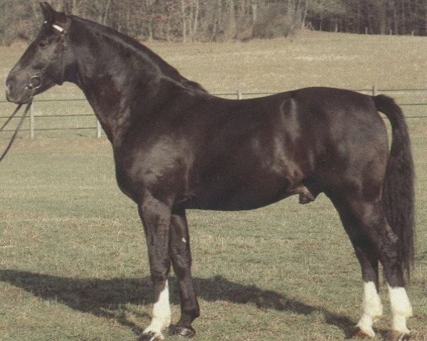 stallion Abutilon (Württemberger, 1977, from Amor II)