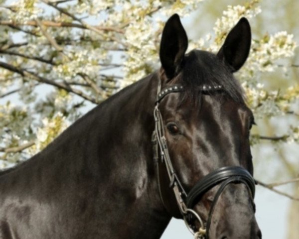 dressage horse Tencent (Hanoverian, 2016, from Talismann 93)