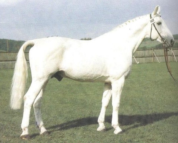 stallion Antritt (Hanoverian, 1969, from Argus)