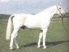 stallion Antritt (Hanoverian, 1969, from Argus)