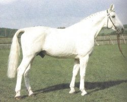 stallion Antritt (Hanoverian, 1969, from Argus)