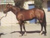 stallion Try My Best xx (Thoroughbred, 1975, from Northern Dancer xx)