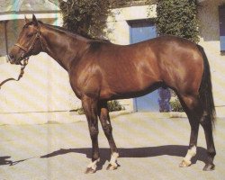 Deckhengst Try My Best xx (Englisches Vollblut, 1975, von Northern Dancer xx)