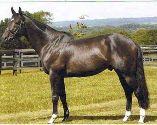 stallion Josr Algarhoud xx (Thoroughbred, 1996, from Darshaan xx)