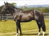 stallion Josr Algarhoud xx (Thoroughbred, 1996, from Darshaan xx)