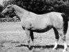 broodmare Sakla ox (Arabian thoroughbred, 1953, from Amurath Sahib 1932 ox)
