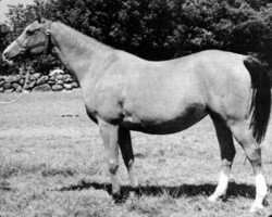 broodmare Sakla ox (Arabian thoroughbred, 1953, from Amurath Sahib 1932 ox)