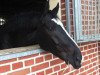 dressage horse Geronimo (Rhinelander, 2003, from Glorieux)