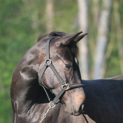 dressage horse Lady Gaga (Austrian Warmblood, 2020, from Sir Donnerhall I)