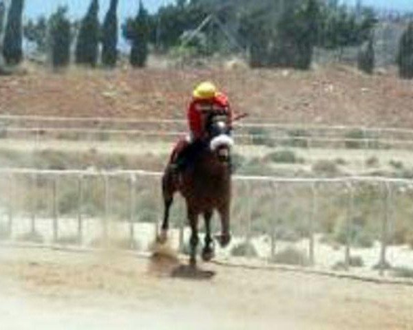 horse Mahmjra xx (Thoroughbred, 2002, from Josr Algarhoud xx)