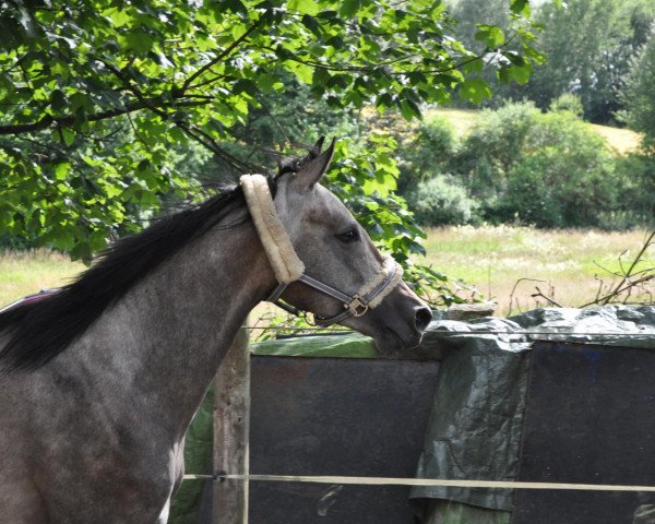 Zuchtstute Con Dolcezza (Arabisches Halbblut / Partbred, 2008, von Konvoi)