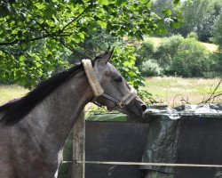 dressage horse Con Dolcezza (Arabisches Halbblut / Partbred, 2008, from Konvoi)