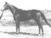 broodmare Porta 1931 ox (Arabian thoroughbred, 1931, from Nedjari ox)