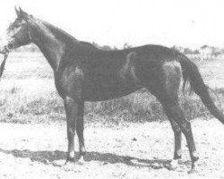 broodmare Porta 1931 ox (Arabian thoroughbred, 1931, from Nedjari ox)