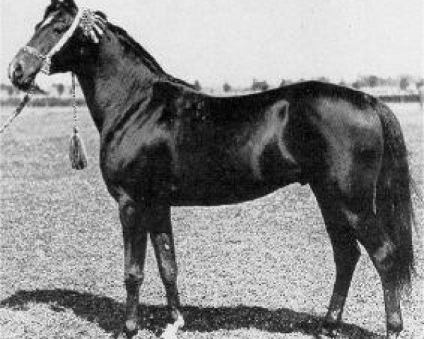 stallion Kuhailan Abu Urkub 1935 ox (Arabian thoroughbred, 1935, from Kuhaylan Zaid RAS)