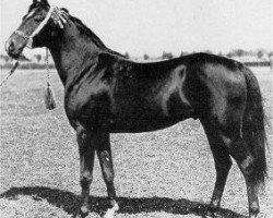 stallion Kuhailan Abu Urkub 1935 ox (Arabian thoroughbred, 1935, from Kuhaylan Zaid RAS)