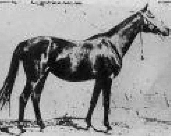 broodmare Forta 1943 ox (Arabian thoroughbred, 1943, from Kuhailan Abu Urkub 1935 ox)