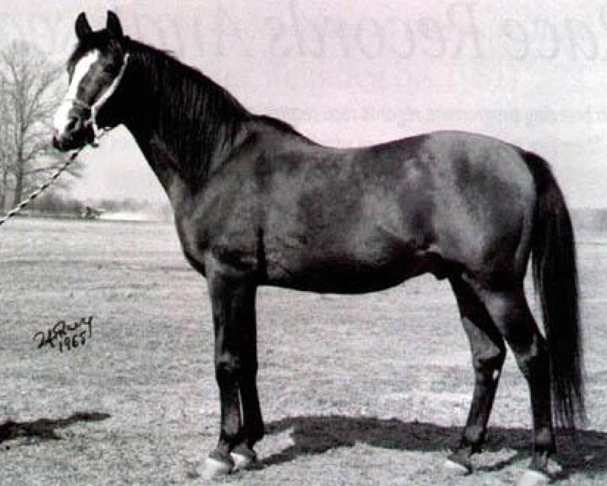 stallion Czort 1949 ox (Arabian purebred, 1949, from Wielki Szlem 1938 ox)
