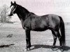 stallion Czort 1949 ox (Arabian thoroughbred, 1949, from Wielki Szlem 1938 ox)