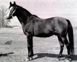 stallion Czort 1949 ox (Arabian thoroughbred, 1949, from Wielki Szlem 1938 ox)