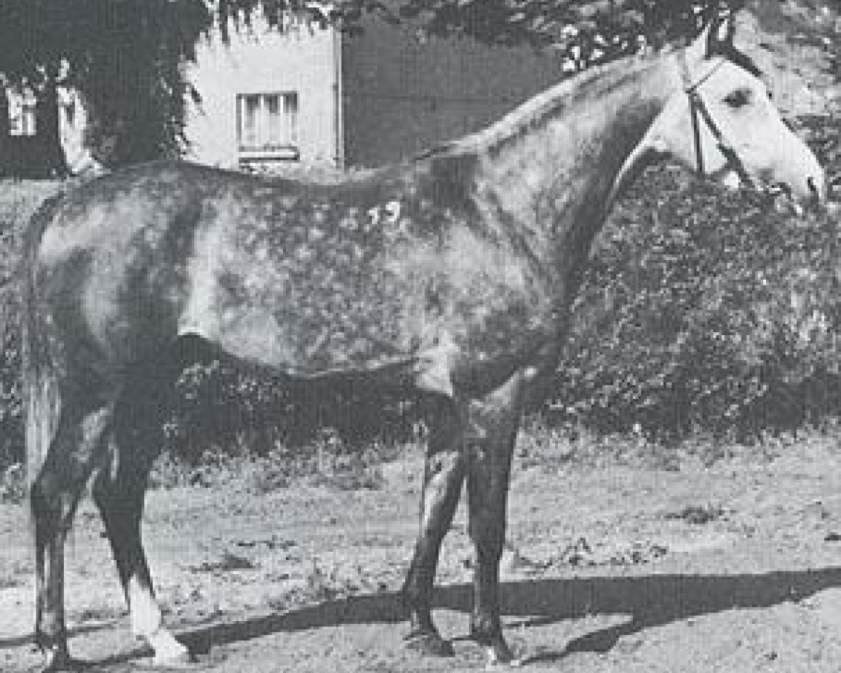 stallion Pierrot 1969 ox (Arabian purebred, 1969, from Czort 1949 ox)
