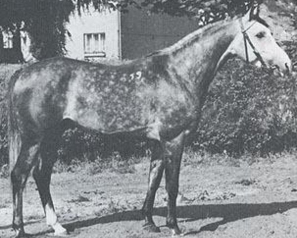 stallion Pierrot 1969 ox (Arabian thoroughbred, 1969, from Czort 1949 ox)