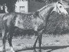 stallion Pierrot 1969 ox (Arabian thoroughbred, 1969, from Czort 1949 ox)