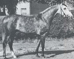 stallion Pierrot 1969 ox (Arabian thoroughbred, 1969, from Czort 1949 ox)