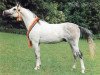 stallion Santhos 1981 ox (Arabian thoroughbred, 1981, from Pierrot 1969 ox)
