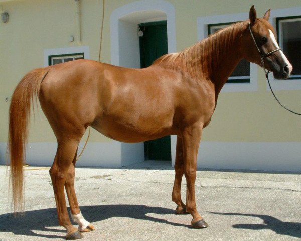 broodmare Valeska S 2000 ox (Arabian thoroughbred, 2000, from Santhos 1981 ox)