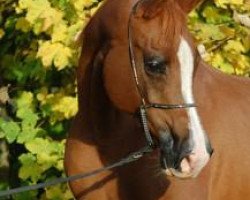 broodmare Valuga 1994 ox (Arabian thoroughbred, 1994, from Veresk 1983 ox)