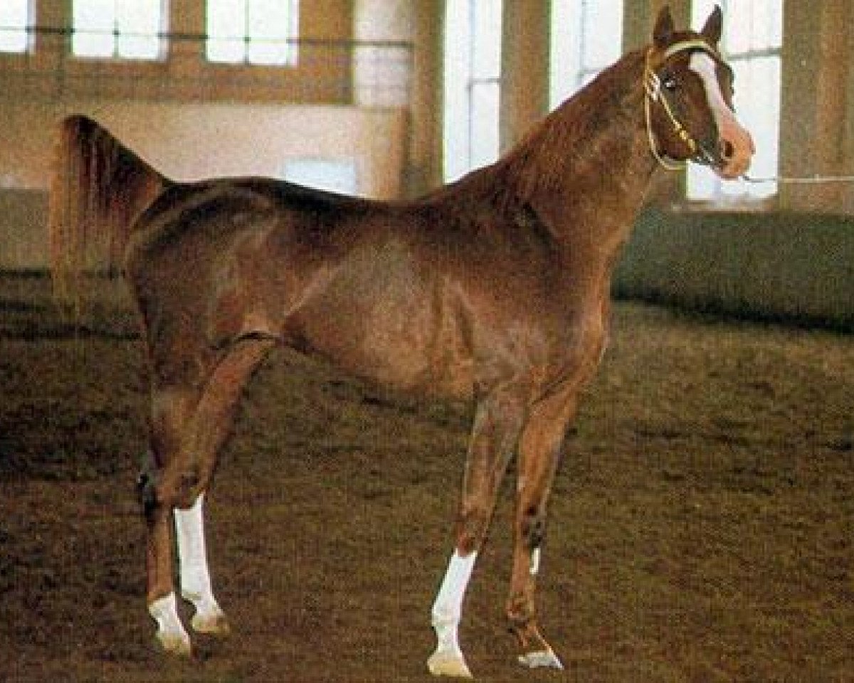 Deckhengst Veresk 1983 ox (Vollblutaraber, 1983, von Aswan 1958 EAO)