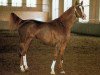 stallion Veresk 1983 ox (Arabian thoroughbred, 1983, from Aswan 1958 EAO)