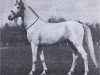 stallion Siglavy Bagdady V 1939 ox (Arabian thoroughbred, 1939, from Siglavy Bagdady IV ox)