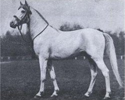 stallion Siglavy Bagdady V 1939 ox (Arabian thoroughbred, 1939, from Siglavy Bagdady IV ox)