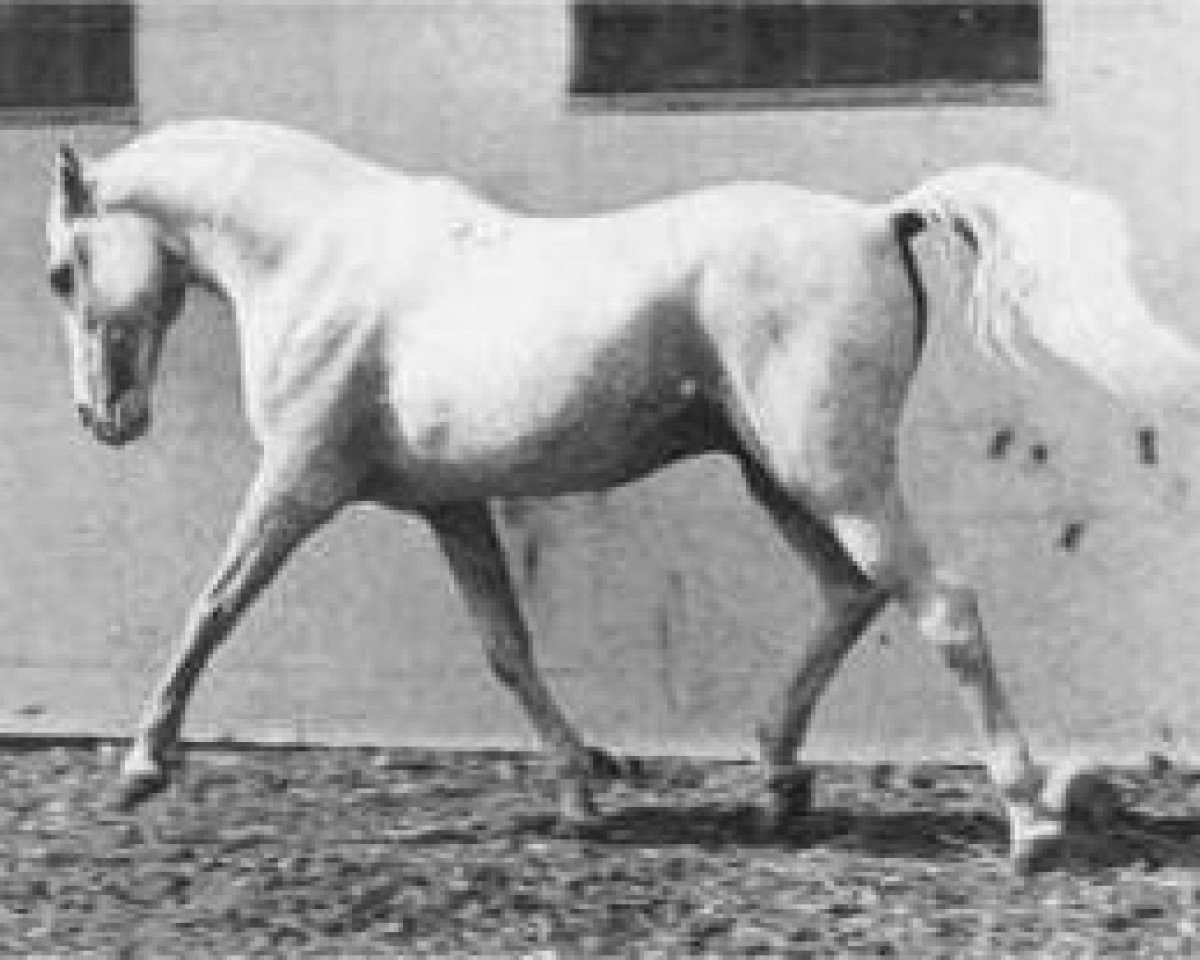 stallion Siglavy Bagdady VI 1949 ox (Arabian purebred, 1949, from Siglavy Bagdady V 1939 ox)