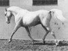 stallion Siglavy Bagdady VI 1949 ox (Arabian thoroughbred, 1949, from Siglavy Bagdady V 1939 ox)
