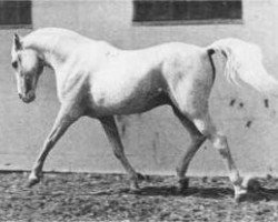 stallion Siglavy Bagdady VI 1949 ox (Arabian thoroughbred, 1949, from Siglavy Bagdady V 1939 ox)