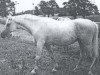 broodmare 3 Siglavy Bagdady VI ox (Arabian thoroughbred, 1967, from Siglavy Bagdady VI 1949 ox)