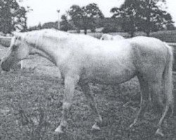 broodmare 3 Siglavy Bagdady VI ox (Arabian thoroughbred, 1967, from Siglavy Bagdady VI 1949 ox)