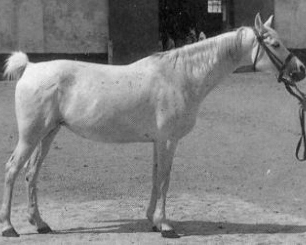 Zuchtstute 25 Amurath Sahib ox (Vollblutaraber, 1952, von Amurath Sahib 1932 ox)