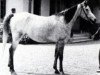 broodmare Mamlouka 1953 EAO (Arabian thoroughbred, 1953, from Nazeer 1934 RAS)