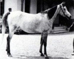 broodmare Mamlouka 1953 EAO (Arabian thoroughbred, 1953, from Nazeer 1934 RAS)