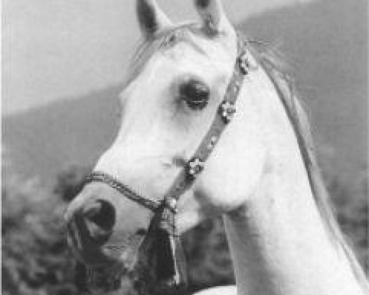 broodmare Momtaza 1967 EAO (Arabian purebred, 1967, from Sameh 1945 RAS)