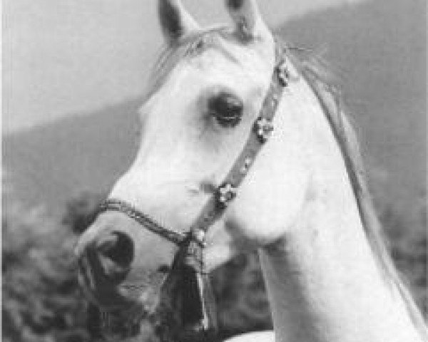 broodmare Momtaza 1967 EAO (Arabian thoroughbred, 1967, from Sameh 1945 RAS)