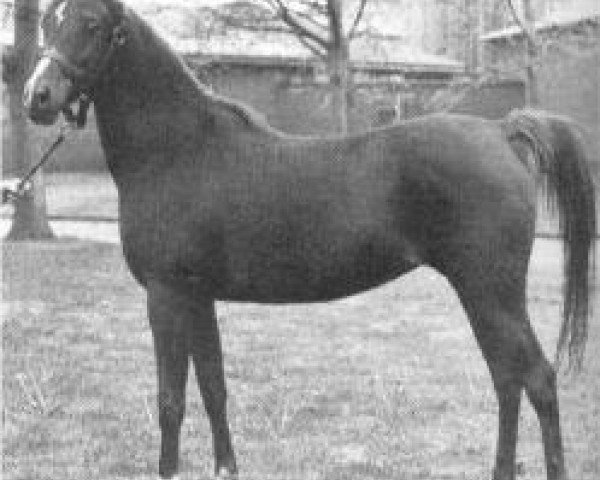 broodmare Bint Magdi ox (Arabian thoroughbred, 1972, from Ibn Galal 1966 EAO)