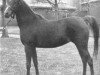 broodmare Bint Magdi ox (Arabian thoroughbred, 1972, from Ibn Galal 1966 EAO)