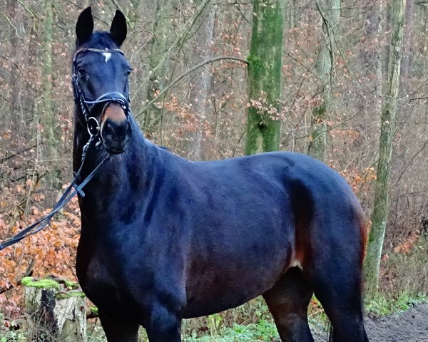 dressage horse Bon Fleur 2 (Hanoverian, 2016, from Bon Coeur)