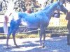 stallion Farag II 1972 ox (Arabian thoroughbred, 1972, from Farag 1962 EAO)